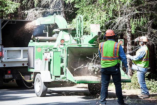 Best Tree Removal  in Andrews, NC